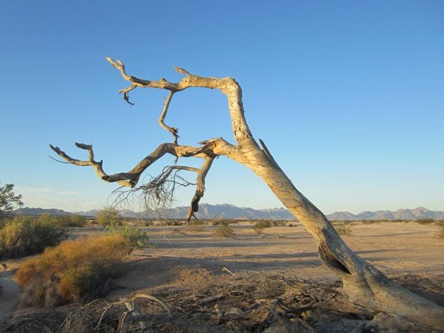 Weathered tree