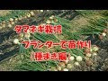 [最も人気のある！] 玉ねぎ 育て方 プランター 167088-玉ねぎ 育て方 プランター