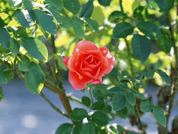 ５月７日 薔薇 バラ ３６６日への旅 誕生花編 今日は誕生花