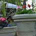 Terracotta Style Pots : All pots have drainage hole in their bases.