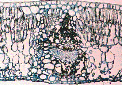 Leafanatomy