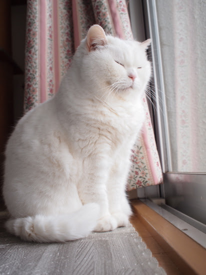 ご長寿猫に ありがとう うらばなし