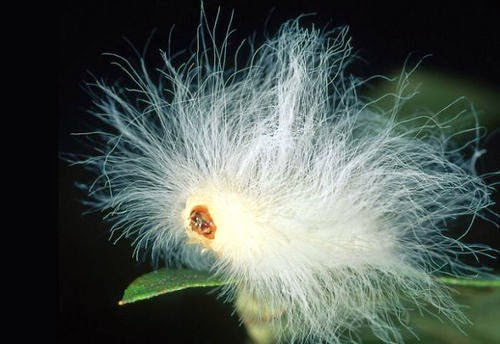 animales con un pelo maravilloso