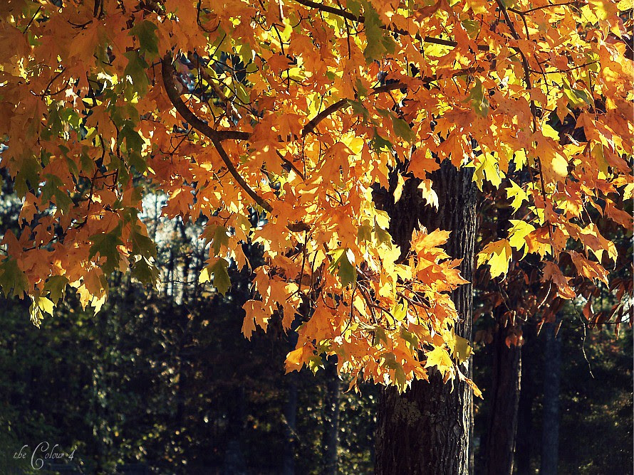 ph_fall colors