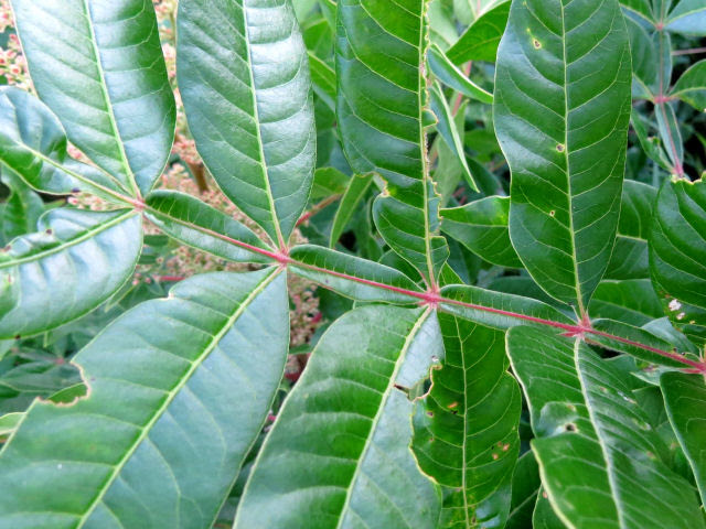 shining sumac
