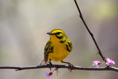 Prairie Warbler