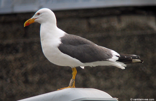 Lesser Black-backed Gull, adult, O[EAS8]