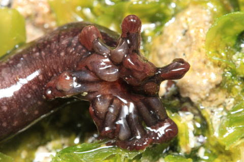 海岸の石の下に ムラサキクルマナマコ クルマナマコ科 Polycheira Rufescens 15 3 22 鐙瀬海岸 分布 相模湾以南 インド洋 西太平洋 体長 １０センチ 潮が満ち干する海と陸の境界地帯を 潮間帯 ちょうかんたい と呼びますが ムラサキ