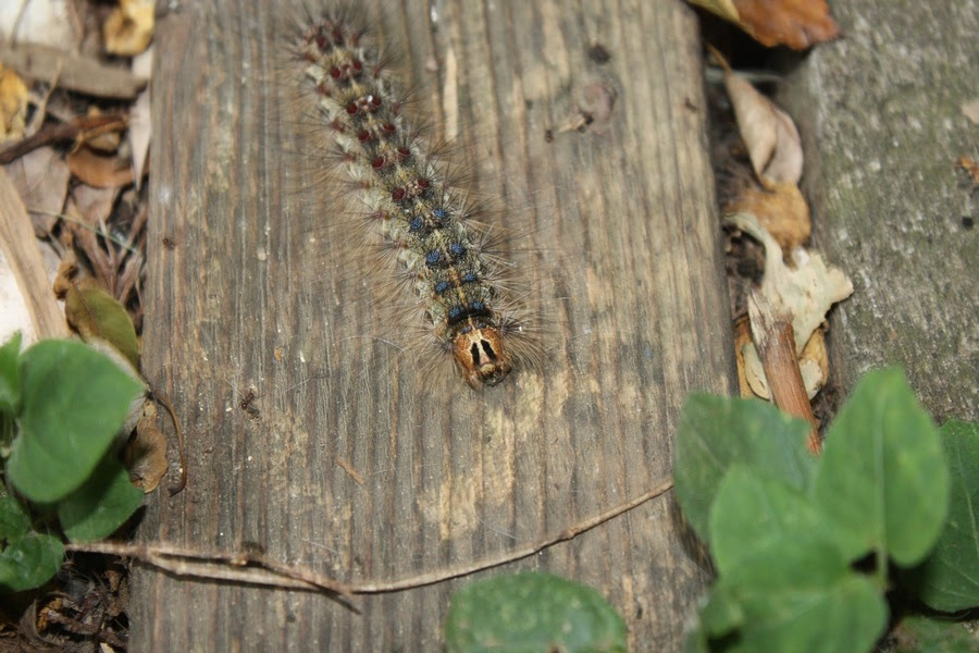 犬 時々星空 ニャッキ 実物編