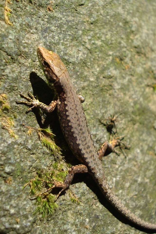 Lizard On Side Of Stone Ultra Hd Desktop Background Wallpaper For Widescreen Ultrawide Desktop Laptop Tablet Smartphone