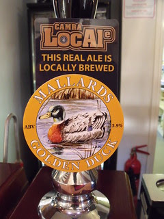 Mallards, Golden Duck, England.