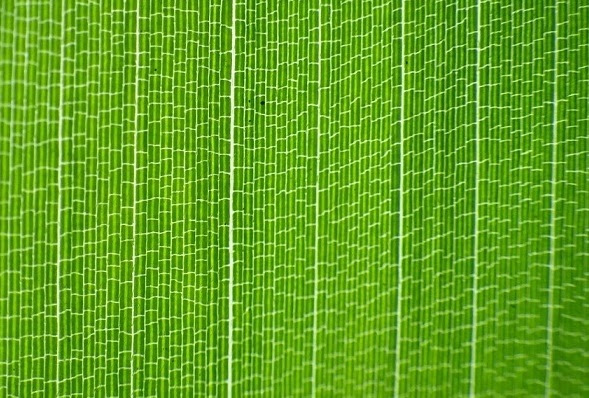 C4植物の葉構造のいろいろ