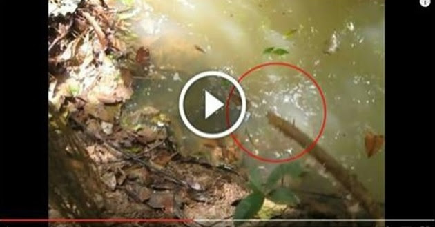 MENGUCAP PANJANG..Jangan pernah jolok ular ini dengan kayu jika tidak mahu terjadi seperti dalam video ini