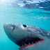 News: World's oldest shark victim on record gets decoded by scientists