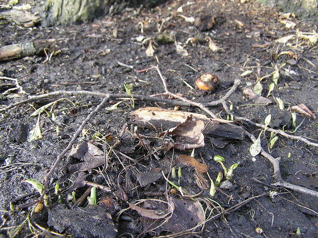 First plantlets in Kadrioru Park