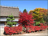 KO09 momiji yellow