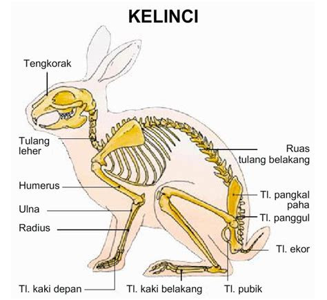 anatomi rangka vertebrata biologipedia
