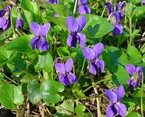 ニオイスミレ においすみれ 匂い菫 の花言葉 花言葉事典