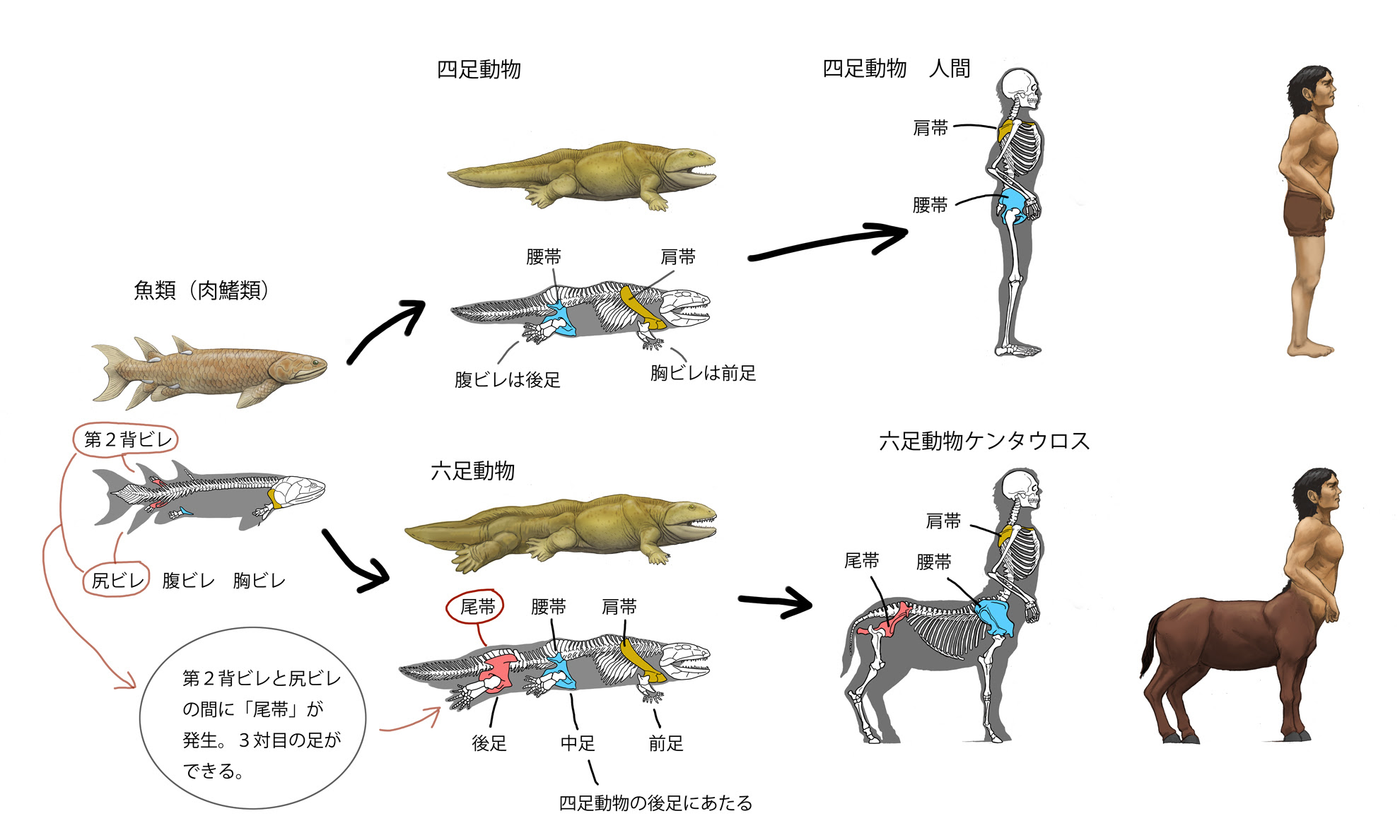 四格 六足動物演化