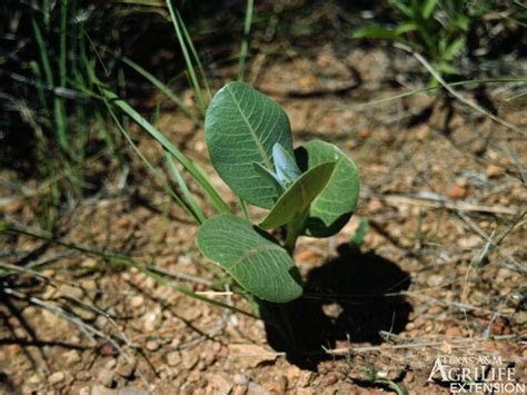 Here are 11 plants that thrive in container gardens in shady areas of your landscape. Plants of Texas Rangelands Â» Broad-leafed Milkweed, Common