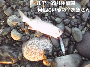 サーフジギングでツバメコノシロ ルアー釣り体験談 何処にいるの お魚さん