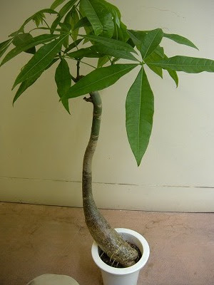 パキラ 観葉植物登竜門 基本編 プロトリーフの観葉植物ブログ