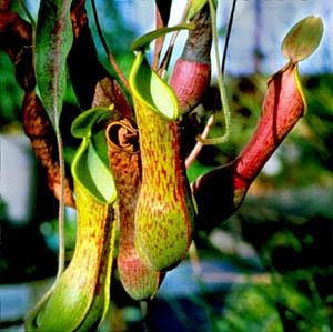 nepenthes