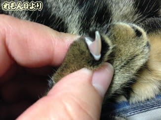 Okirakuともみゆ １本だけ黒い爪 れもん日より