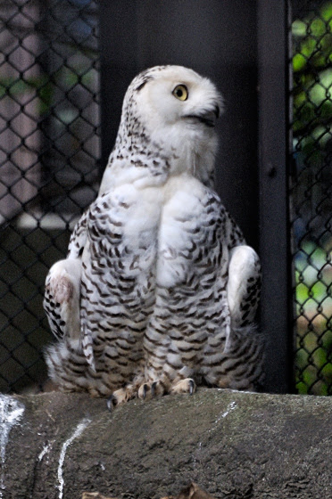 よこはま動物園ズーラシア ３ あんぐるエフ