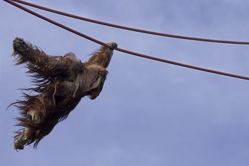 Orangutan