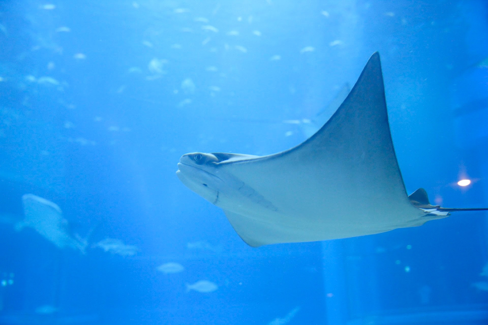 大阪的水族館 海遊館 大阪 天保山區 推薦 人氣觀光資訊 Enjoyjapan 關西版
