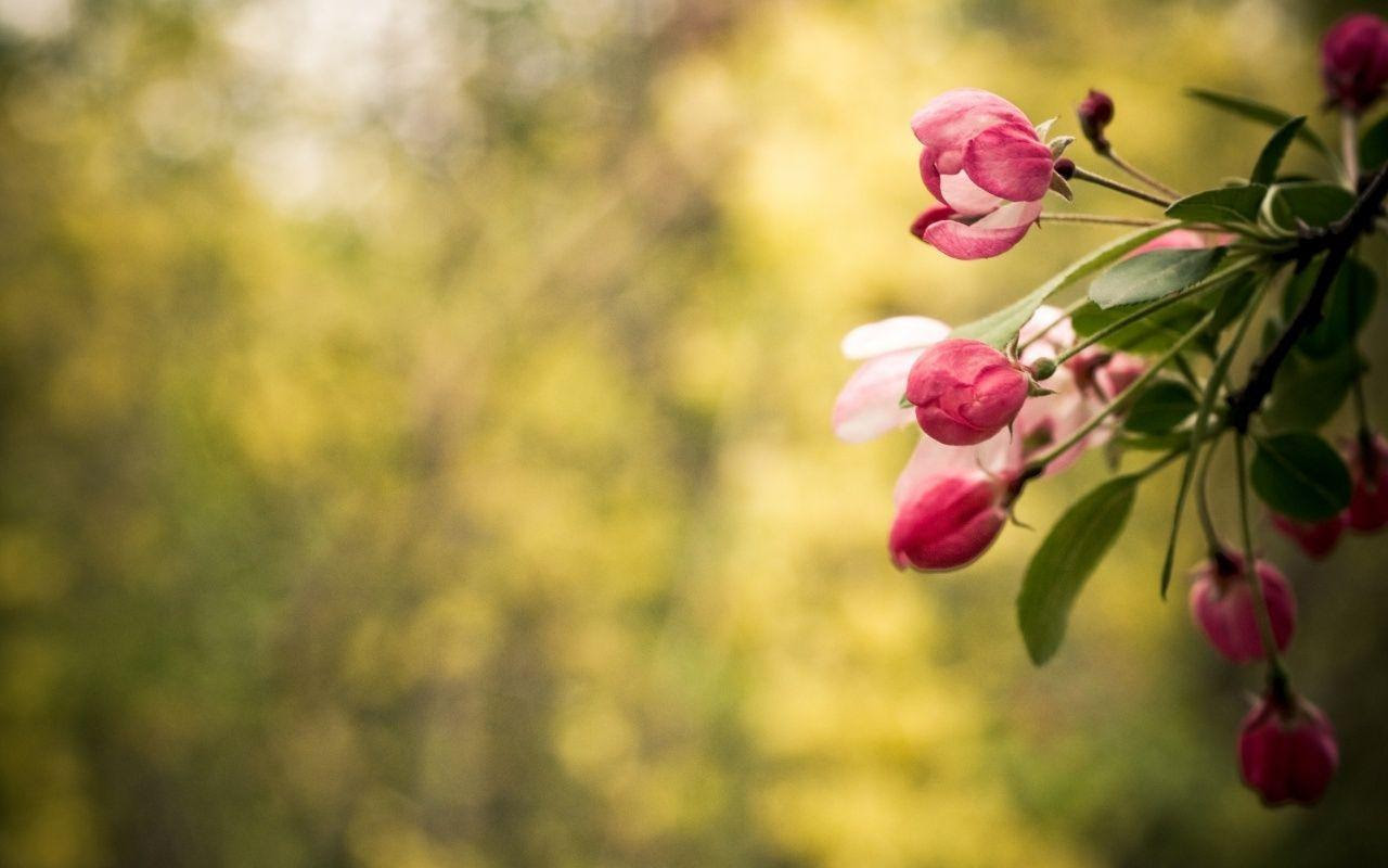 Beautiful Flower Wallpaper Free Download For Mobile | Best ...