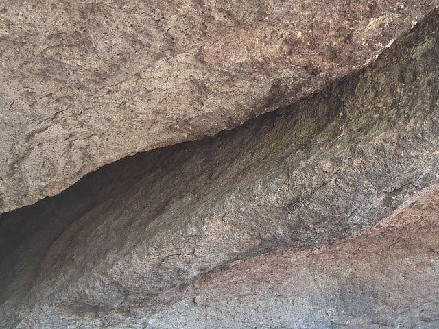 lizard