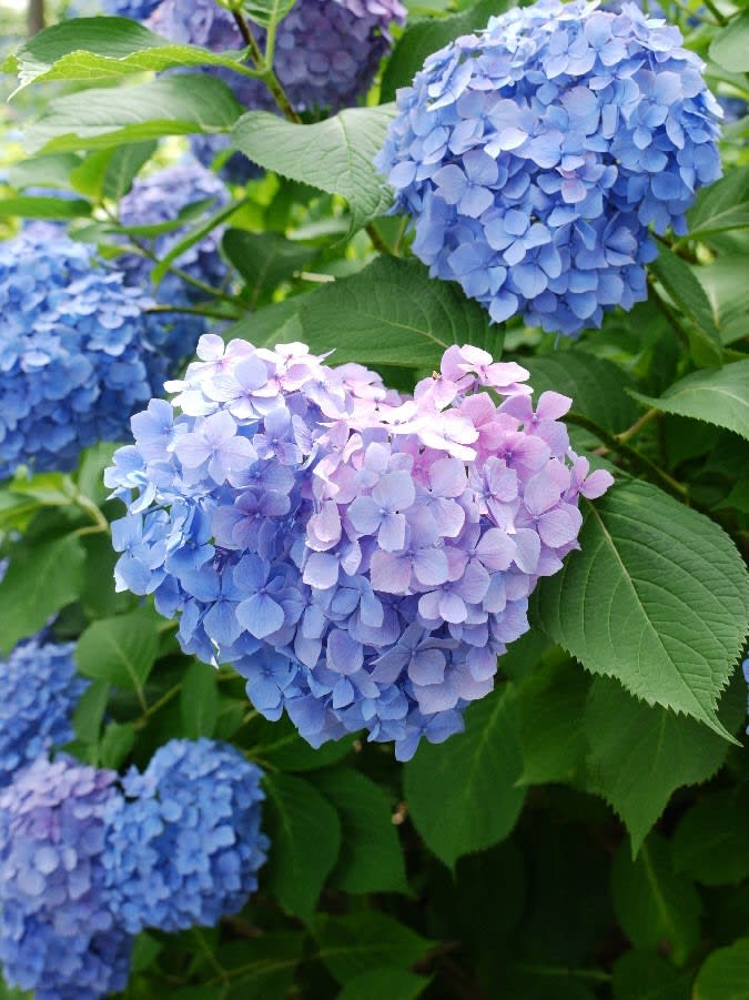 印刷可能 待ち受け ハート 紫陽花 画像 虹