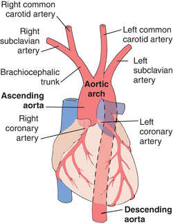 Aorta  definition of aorta by Medical dictionary