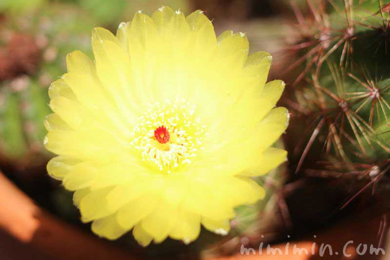 サボテンの花の写真 花言葉 名前の由来 みみみんブログ