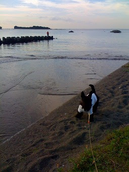 海の近くに住むということは コーヒー豆屋の看板犬モッピーのblog