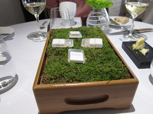 Oak Moss