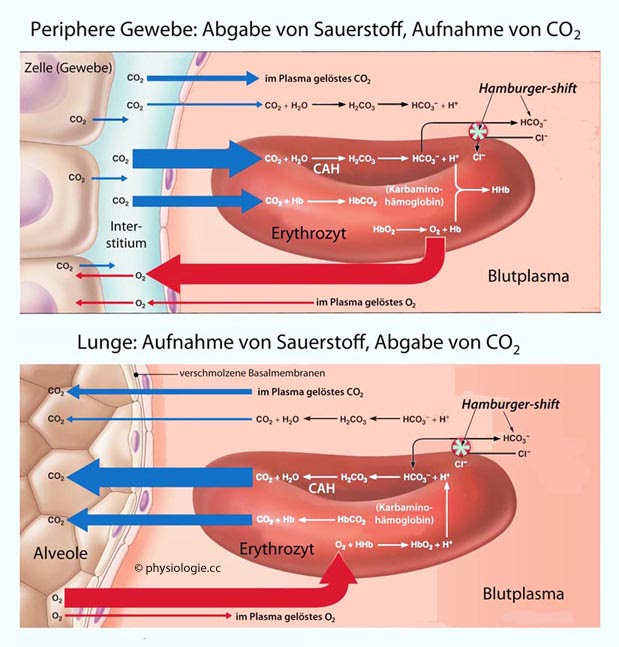 Physiologie Sauerstofftransport