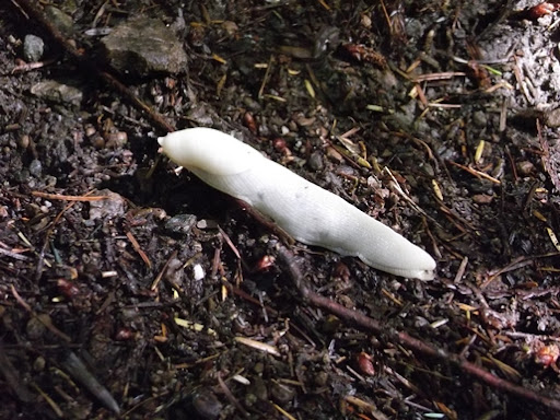 Lookout Mountain in the North Cascades