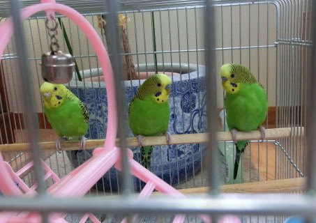 ワカケホンセイインコ 犬のあとりえ ときどき猫 たまにインコ