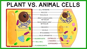 plant cell vs animal cell Plant cell vs animal cell