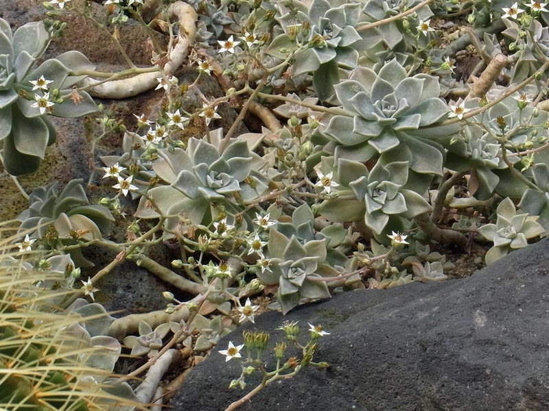 グラプトペタルム パラグアイエンセ Graptopetalum Paraguayense