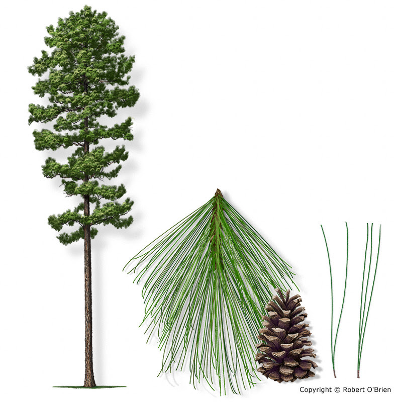 pine trees in texas map