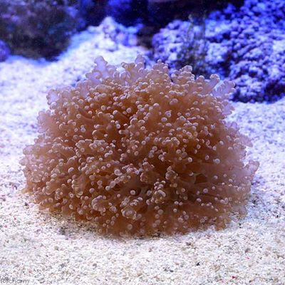 コエダナガレハナサンゴの飼育方法 餌 水流 水質 光 毒 通販 マリンアクアリウム総合情報サイト