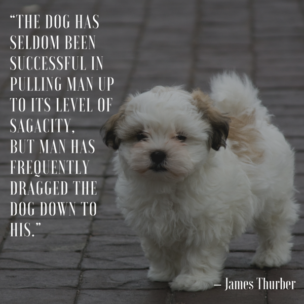 Dog Quotes We Rounded Up The Best Of The Best