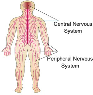 Diagrams The Nervous System