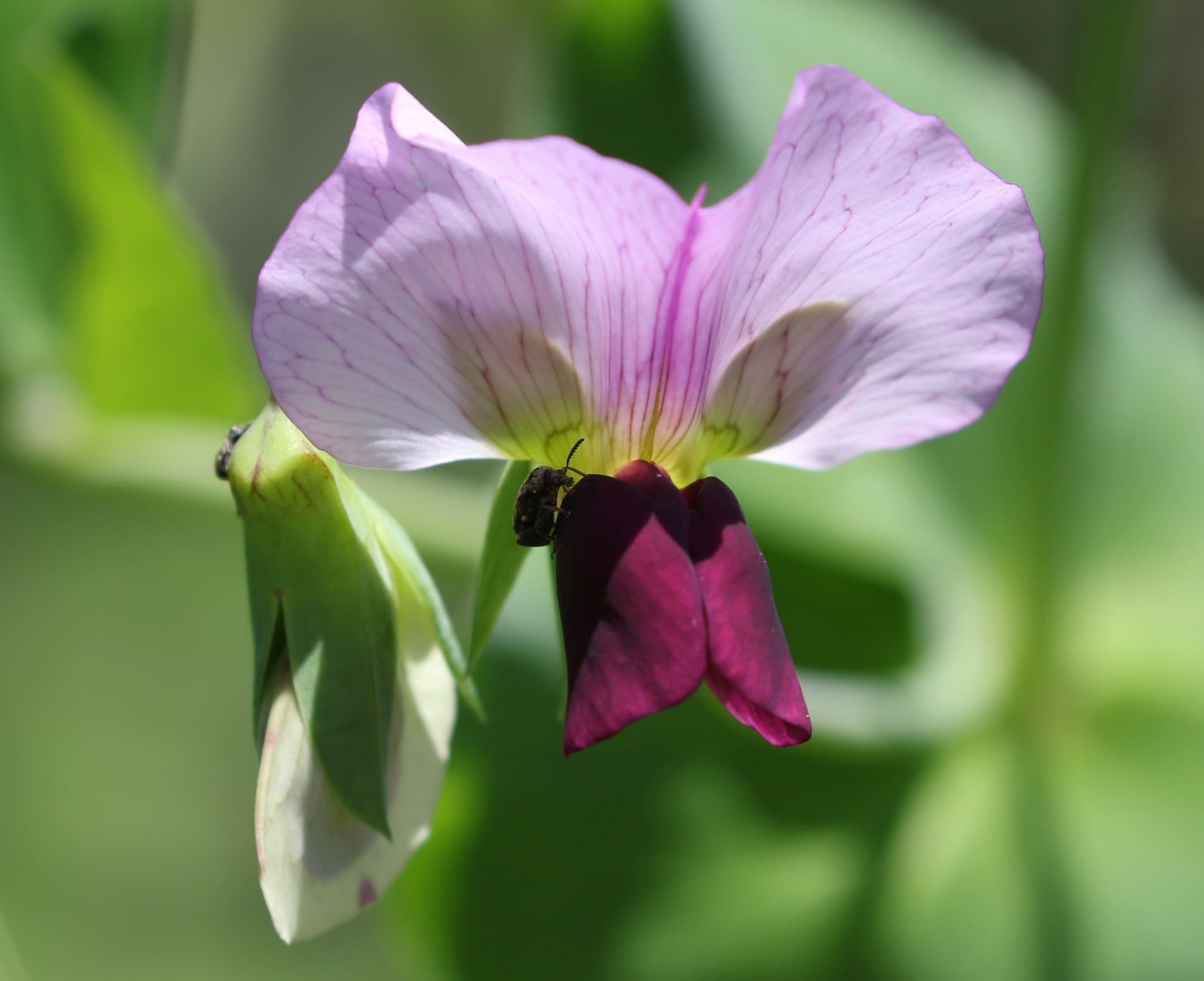 Pea Flowers (Pisum sativum)