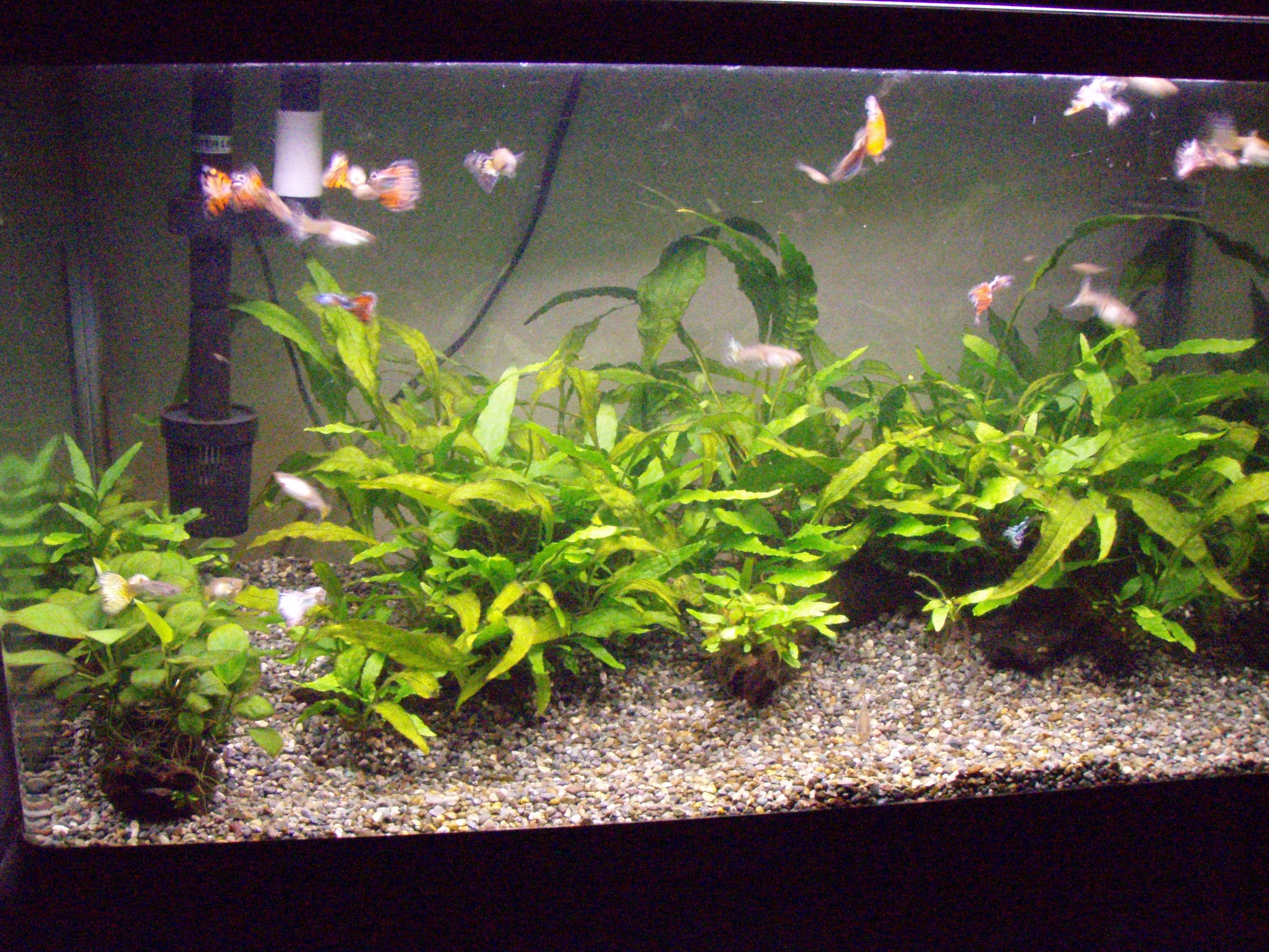 グッピー 水草 恐るべし復活 さて 明日は何をしましょうか