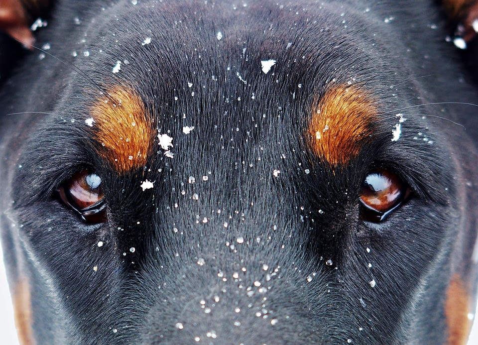 犬から見た景色はどのように見えているのでしょう